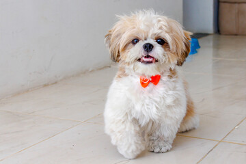 
Very cute shih tzu dog