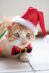 cat, christmas, kitten, animal, santa, pet, white, hat, red, cute, feline, isolated, holiday, kitty, domestic, xmas, animals, cap, beautiful, fur, claus, funny, mammal, new year, adorable noel