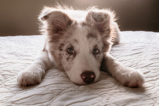 Red Merle Border Collie lying down on bed