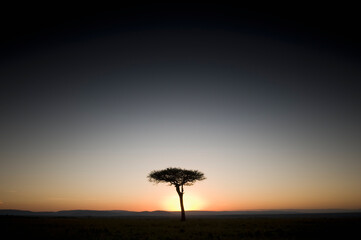 Sunrise behind an acacia tree, Masai Mara National Reserve, Kenya