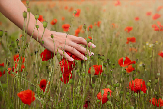 Young woman touching poppies in field, cropped view of hand