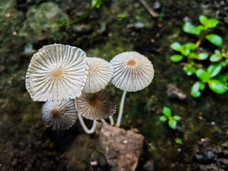 the growing Coprinellus disseminatus mushroom