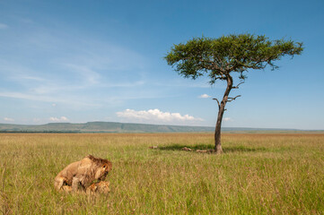 Lions mating (Panthera leo), Masai Mara National Reserve, Kenya