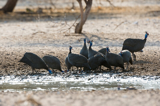 Helmeted guineafowl (Numida meleagris), Kalahari, Botswana