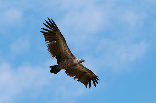 Vulture flying, Masai Mara National Reserve, Kenya