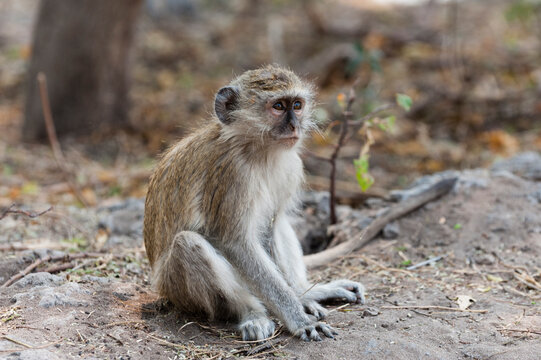 Vervet monkey (Cercopithecus aethiops), Chobe National Park, Botswana