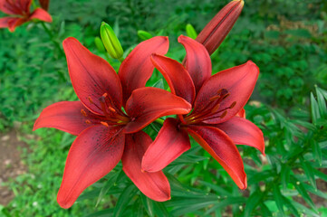 Two dark red lily flowers (Lílium) with buds with green leaves close-up in the garden on a sunny day