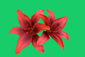 Two dark red lily flowers (Lílium) close up on green isolated background