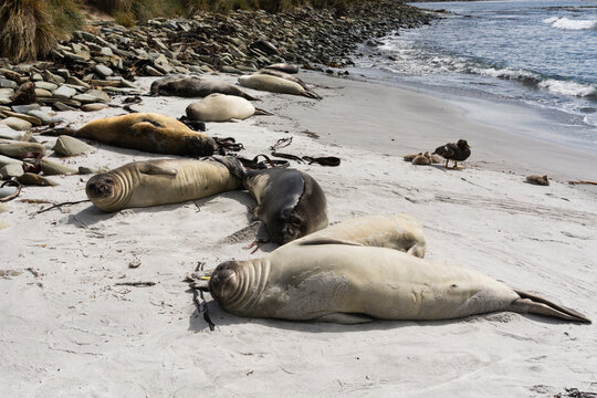 Young Southern elephant seals (Mirounga leonina) resting on beach, Falkland Islands