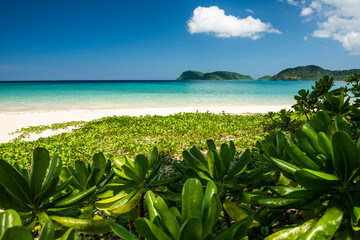 Lush Ida beach with a turquoise sea and seaside plants compound the scene. Funauki, Iriomote...