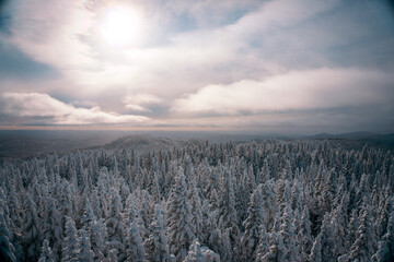 winter landscape with trees and snow