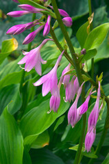 Beautiful bright flowers of hosta (Hósta) pink color with green leaves close-up