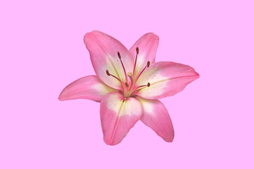 Fototapeta na wymiar One beautiful pink white lily close up on pink isolated background