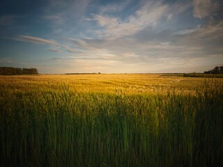 wheat field at sunset - obrazy, fototapety, plakaty