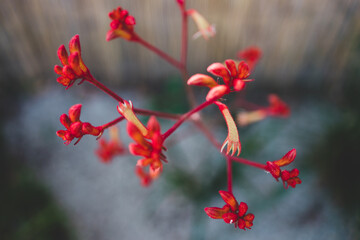 native Australian kangaroo paw Anigozanthos plant outdoor in sunny backyard