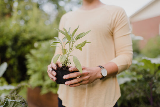  Woman gardener tending to seedlings