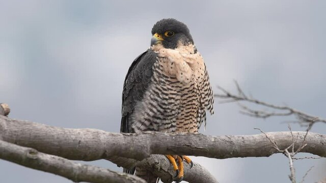 Peregrine Falcon Video Clip in 4k