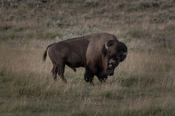 Bull Bison Looks At Camera and Snarls Medium