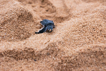 Cute newborn green turtle (Chelonia mydas) walking on the relief-filled sand, shallow depth field. Iriomote Island.