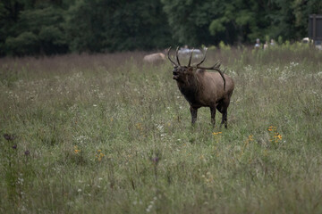 Bull Elk Bugles With Tangle of Weeds In His Antlers