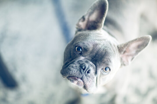 Portrait of French bulldog at home