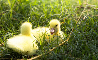 Yellow duckling from nature. Cute duck one week old.