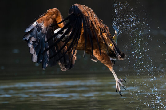 Black-collared hawk (Busarellus nigricollis) fishing, Pantanal, Mato Grosso, Brazil