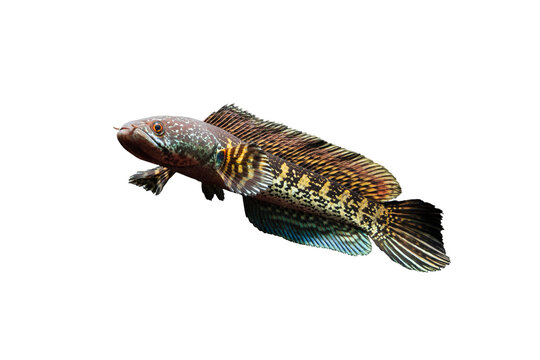 Channa Auranti snakehead fish isolated on white background, clipping path 