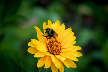 bee on yellow flower