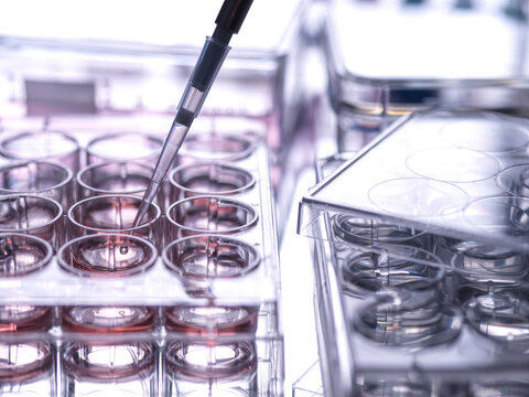 Cell sample being pipetted into multi well plate containing growth medium in laboratory