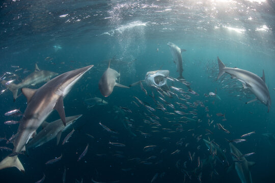 Sardine baitballs being hit by multiple predators