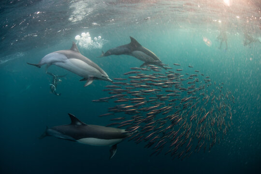 Sardine baitballs being hit by multiple predators