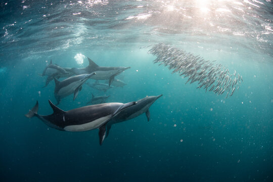 Sardine baitballs being hit by multiple predators