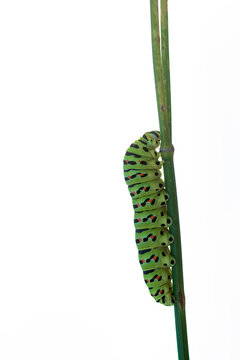 Papillio Macaon green caterpillar climbing up a stem isolated on white background