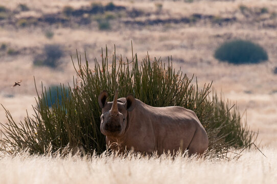 Desert adapted Black Rhinoceros (Diceros bicornis),  Palmwag Concession, Damaraland, Namibia