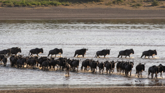Migrating wildebeests (Connochaetes taurinus) crossing lake, Ndutu, Ngorongoro Conservation Area, Serengeti, Tanzania