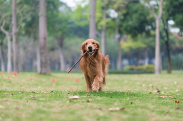 Golden Retriever running and playing on the grass in the park