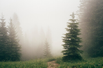 Thick fog covering forest