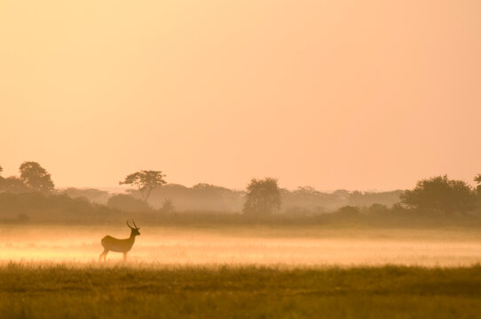 Puku in mist at sunrise, Busanga Plains, Kafue National Park, Zambia