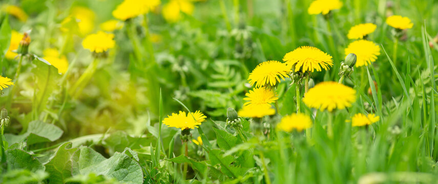 Field with blooming yellow dandelions on sunny day. Summer flower background. Banner - Image