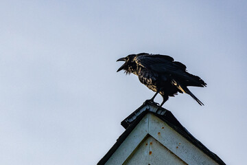 Black Raven on a Peaked Roof Screams into the Rising Sun