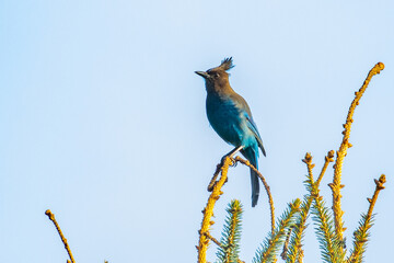 Stellar Jay Bird Perches in the Wind 