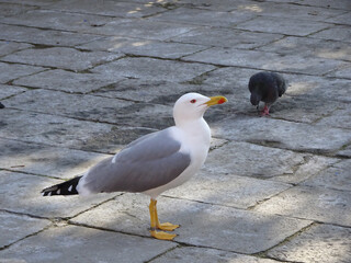 A seagull walks on the cobblestones with a dove in the background
