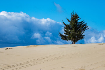 Sand Dune and Lone Pine Tree at the Oregon Dunes