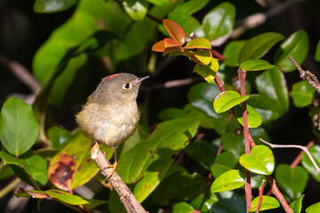 Ruby-Crowned Kinglet Explores the Absence of Any Humans , Negating the Need for a Model Release, in His Surroundings