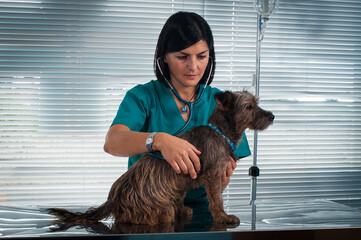 Female veterinarian listening to dog's heartbeat.