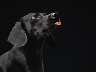 Portrait of an alert black daschund dog on black background.