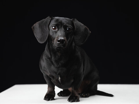 Portrait of a black daschund dog on black background.