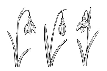 Snowdrops outline set. Vector hand-drawn illustration in line art style. Sketches of spring flowers. Perfect for your projects, cards, invitations, print, decor, patterns, packaging design.