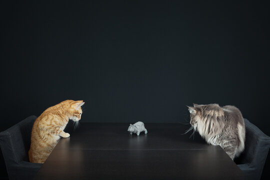 Two alert domestic cats facing each other over a table with a toy mouse in the middle. 
